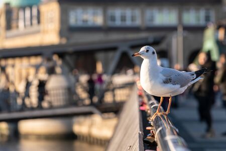 Seagull sits on a railing at Hamburg harborの写真素材