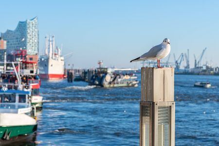 A seagull sits on a pole in the port of Hamburgの写真素材