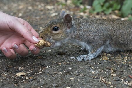 a hand feeds a squirrel in a parkの写真素材