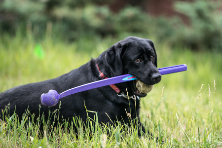 Black labrador dog in green grass with chuck it and ball in mouthの写真素材