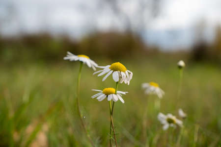 Daisies on which hangs a spider web on blurred background of forestの写真素材