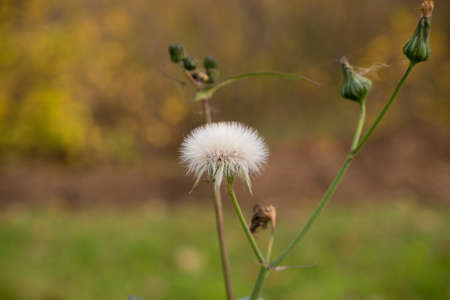 Fluffy flower on the background of autumn forestの写真素材