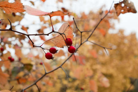 Juicy berries on the background of autumn forest with bokeh effectの写真素材
