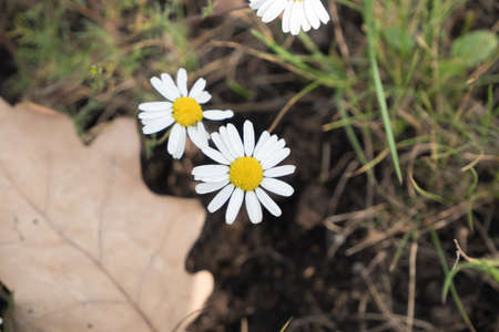 Two daisies on the background of grass and oak leafの写真素材