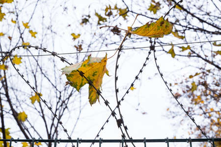 maple leaves hanging from a barbed wire fenceの写真素材