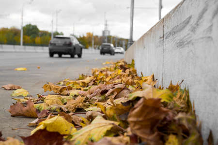 maple leaves on the side of the roadの写真素材