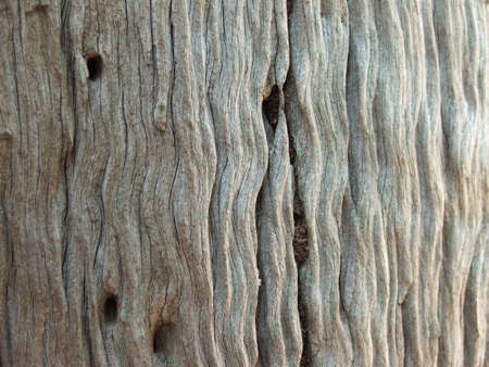Gin Gin Australia 2-10-2011 100 year old Ironbark tree trunk used for House Stumpの写真素材