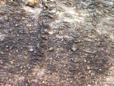 Gin Gin Australia 2-10-2011 Tree bark from a tropical Butterfly leaf Treeの写真素材