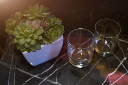 succulentの写真素材
