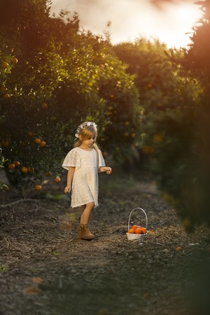 Adorable little girl picking fresh ripe oranges in sunny orange tree garden in Italyの写真素材