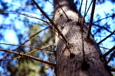bottom to top horizontal view of a white tree trunk and branches with no leafs against a blue sky...
