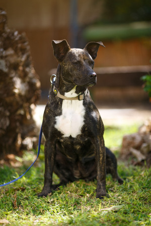 Stray dog stands and poses in front of the cameraの写真素材