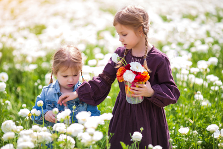 girls collect spring flowers buttercups in israelの写真素材