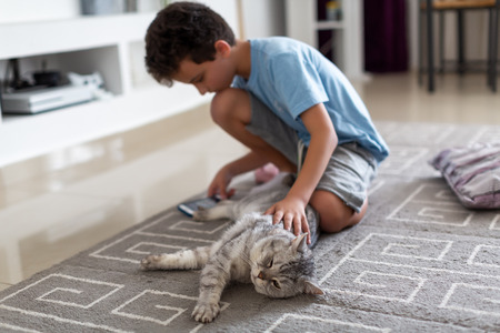 boy strokes a cute British kitten, sitting on the floor and playing the phoneの写真素材