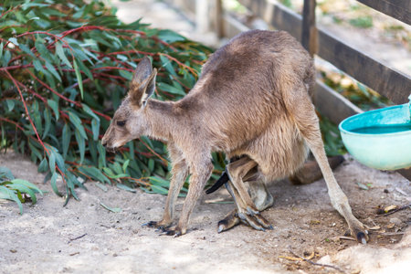 Kangaroo Mother with Baby Joey in Pouchの写真素材