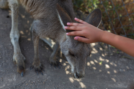 Child feeding kangaroo in wildlife park with handの写真素材