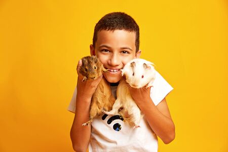 Happy little boy with cute guinea pigsの写真素材