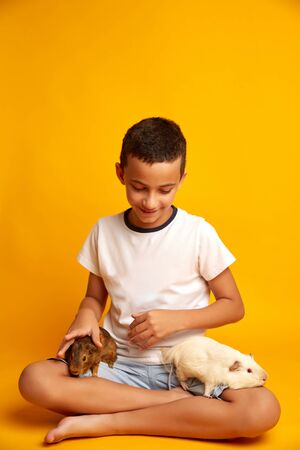 little boy with cute guinea pigs. Optimistic boy smiling and looking at adorable guinea pigs againstの写真素材