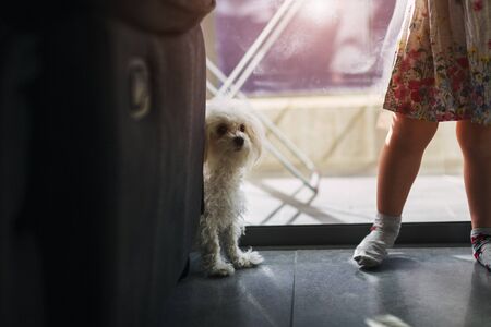 legs of a little girl with a dog Maltese At home near the windowの写真素材