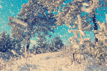 beautiful winter landscapeの写真素材