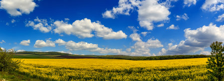 Magnificent views of the endless canola field glowing by sunlight. blue sky and white clouds. Dramatic picture and picturesque scene. panoramaの写真素材