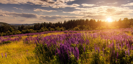 fantastic landscape. ideal sky with clouds over the meadow with purple lupine flowers on a sunny day. picturesque scene. breathtaking scenery. wonderful landscape. original creative imagesの写真素材