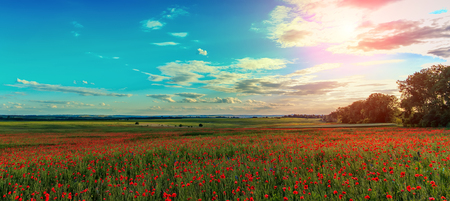 wonderful sunset. picturesque scene. amazing field with poppy flowers in the sunlight on the colored sky background. majestic rural landscape. original nature background. soft light effectの写真素材
