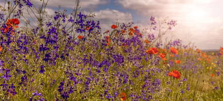 many colorful flowers on the field, glowing in sunlight. nature background. real nature landscape....