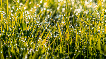 Close up of fresh morning dew on spring grass. nature backgroundの写真素材