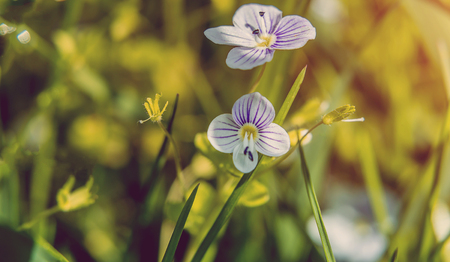 Blooming wildflowers in a meadow. close up. Lilac blooming Cardamine pratensis against the blurred nature background of a rural field.の写真素材