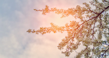 spring nature background. branch apple tree with  flowers over sky background. small depth of field....