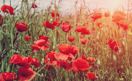 poppy flowers on the meadow, glowing in sunlight. soft light effectの写真素材