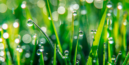 background of dew drops on bright green grass with sun beam. Bright natural bokeh. Soft focus. Abstract creative background . small depth of field. close up.の写真素材
