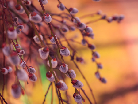 Blossoming spring willow twig with buds,の写真素材