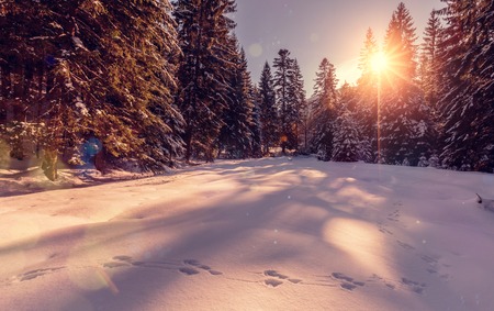 Majestic winter landscape. frosty pine tree under sunlight at sunset. christmas holiday concept, unusual wonderful landscape. fantastic wintry background.の写真素材