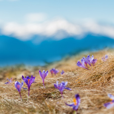 Mountain Landscape in Spring. Wonderful Sunny day Over the Mountains Valley with Purple flowers Crocus, under sunlight. Picture of wild area.の写真素材