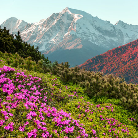 Amazing Alpine Landscape with Pink Rhododendron Flowers and covered mountains peak on background. Fairytale valley in highlands. Wonderful Nature Landscape background.の写真素材