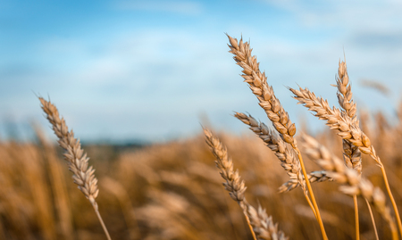 Wheat field. full of ripe grains, golden ears of wheat or rye close up on a blue sky background. small depth of field. Rich harvest Concept. majestic rural landscape. creative picture of nature.の写真素材