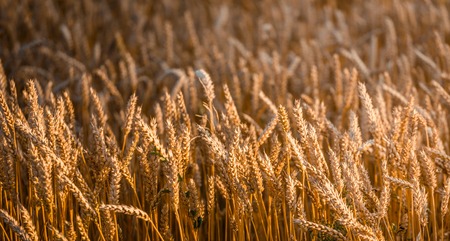Ears Wheat or Rye close up. Wonderful Rural Scenery. Small Depth of Fields. Soft Focus. Rural Background. Creative Picture of Nature.  Label art design. Idea of Rich Harvest.の写真素材