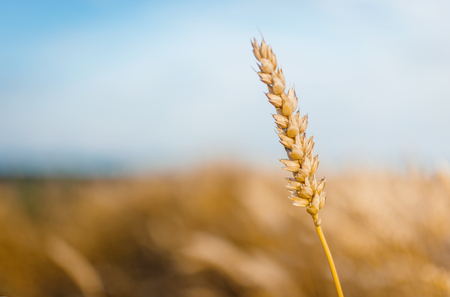 golden wheat field and sunny day. Ears of wheat in rye field illuminated by sunlight. The idea of the concept of harvest. majestic rural landscape. creative image. used as backgroundの写真素材