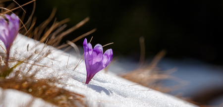 Impressive spring scene. Purple flowers Crocuses in the snow under sunlight. Sping time . Power of life conceptionc. spring celebbations postkard backgroundの写真素材