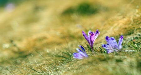 Purple Flowers Crocuses in grass under sunlight. Close up. Spring timeの写真素材