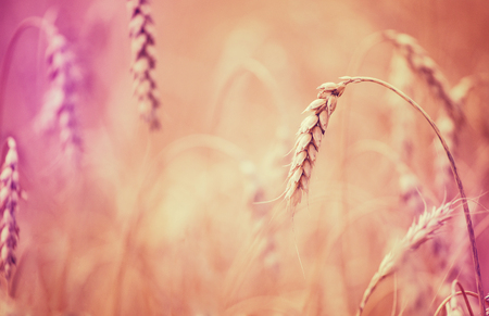 golden ears of wheat or rye, close up with drops of dew. majestic rural landscape under shining sunlight. Rich harvest Concept. small depth of field. Soft lighting effectsの写真素材