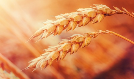 Wheat Field. Gold Ears wheat or rye. Complete Grains close-up. Against the Sky With the Sun. The Idea of a Rich Harvest. Label Art Design. Vintage Retro Style.の写真素材