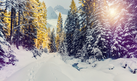 Wonderful wintry landscape. Winter mountain forest. frosty trees under warm sunlight. picturesque nature scenery. creative artistic image. Nature background. poscard. happy xmasの写真素材