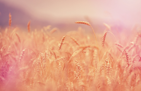 Wheat field. full of ripe grains, golden ears of wheat or rye close up. soft light effect. Rich harvest Concept. majestic rural landscape. retro style. vintage filter.の写真素材