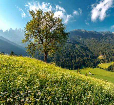 Unsurpassed sunrise in the mountains. Beautiful view of idyllic alpine mountain scenery with blooming meadows and tree glowing sunlight in beautiful sunny day with blue sky in spring. Nature Landscapeの写真素材