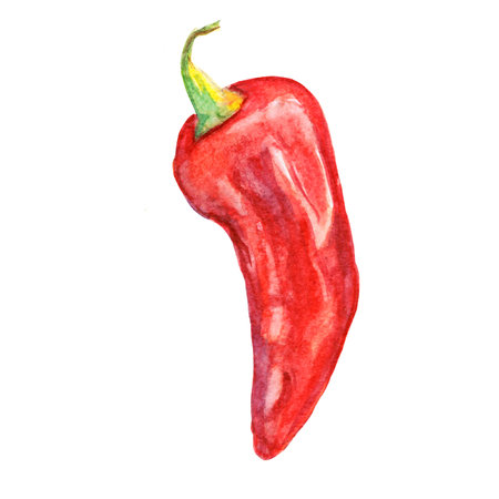 Watercolor red chili pepper isolated on white background. Illustration for food blog, kitchen fabric, tag, prints, menu, recipes.の写真素材
