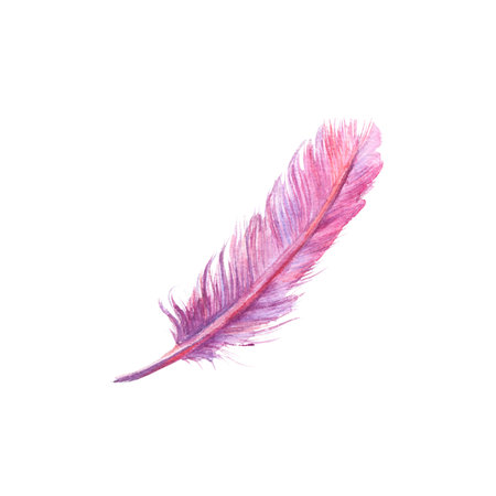 Watercolor purple feather isolated on white background. Boho illustration for mustic blog, prints, card.の写真素材