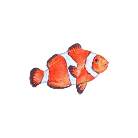 Watercolor clownfish isolated on white background. Artwork of marine creature for ecological article, blogs, greenpeace, prints, tags.の写真素材